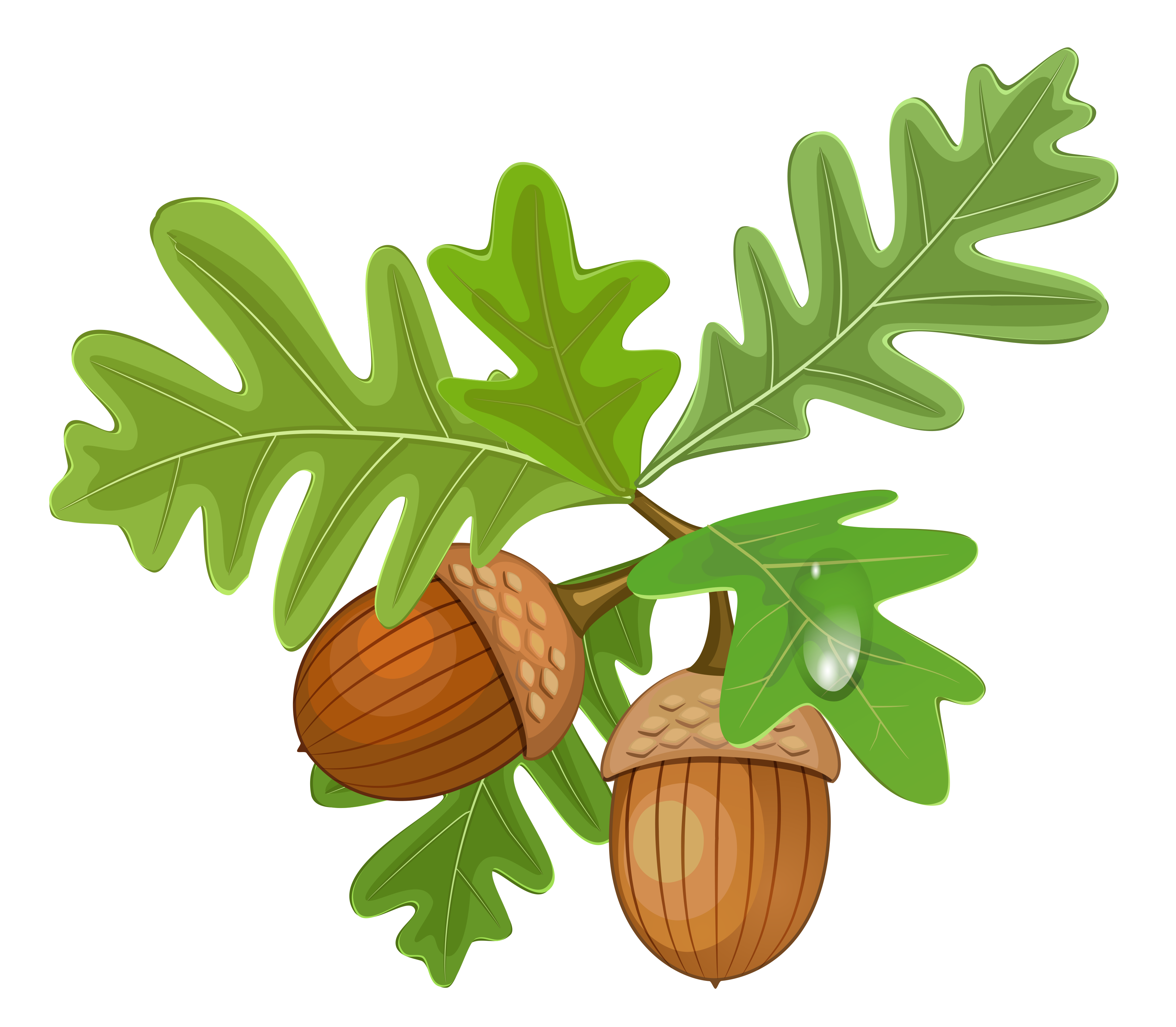 Acorn Free PNG HQ PNG Image