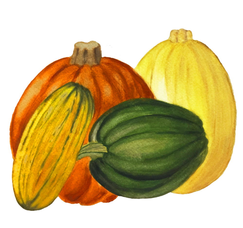 Squash Acorn Free PNG HQ PNG Image