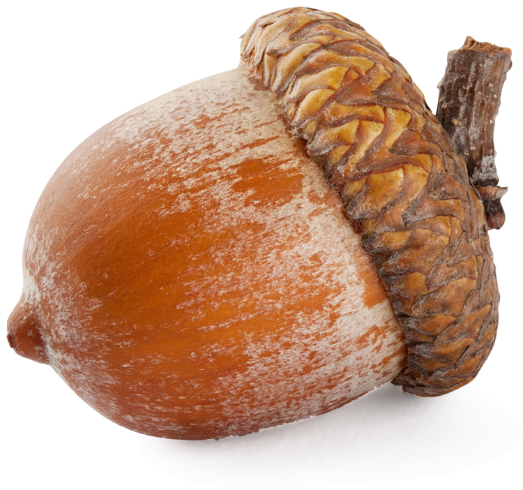 Acorn Free Photo PNG Image