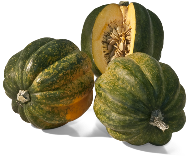 Squash Acorn PNG Download Free PNG Image