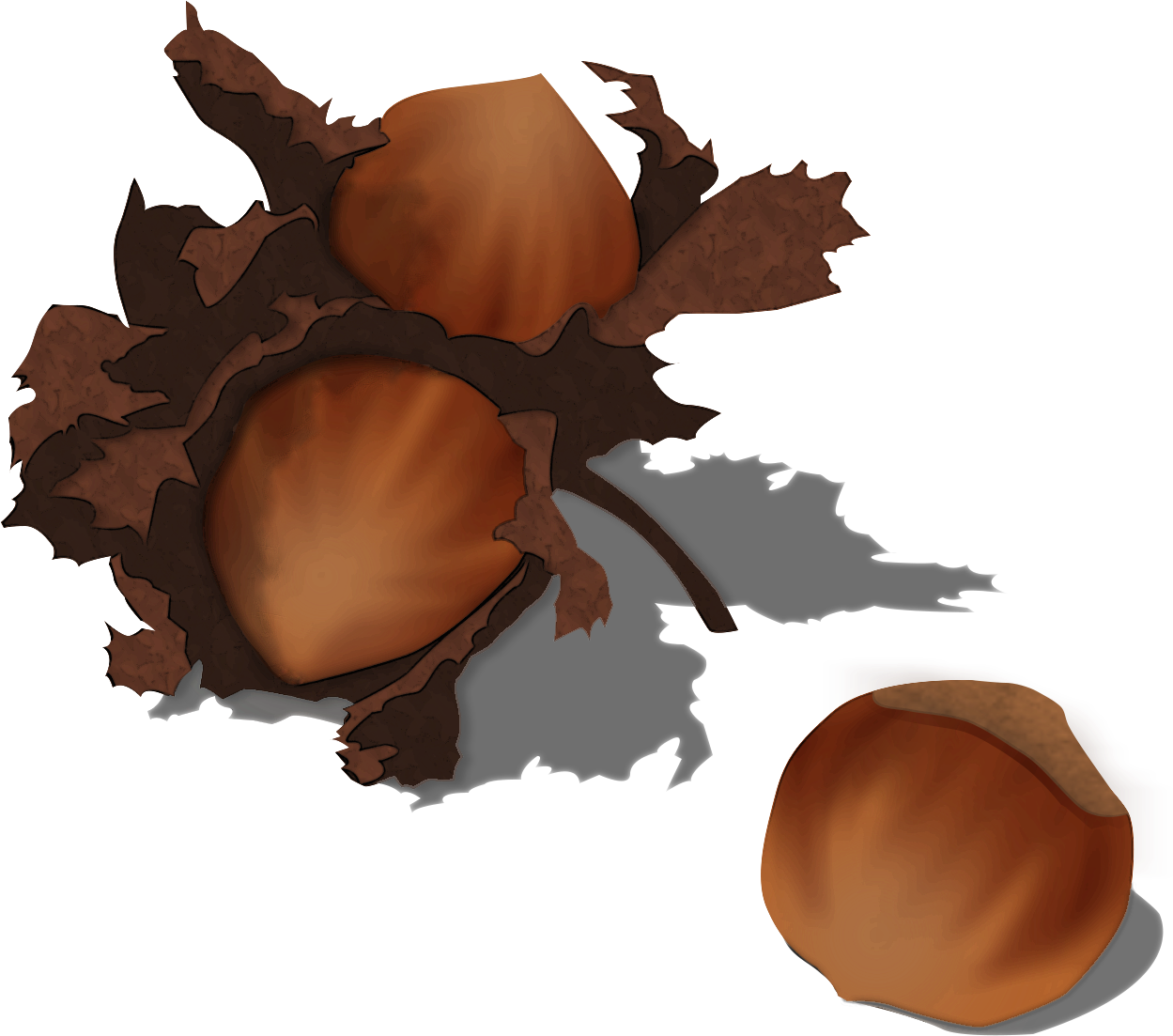 Acorn HQ Image Free PNG Image