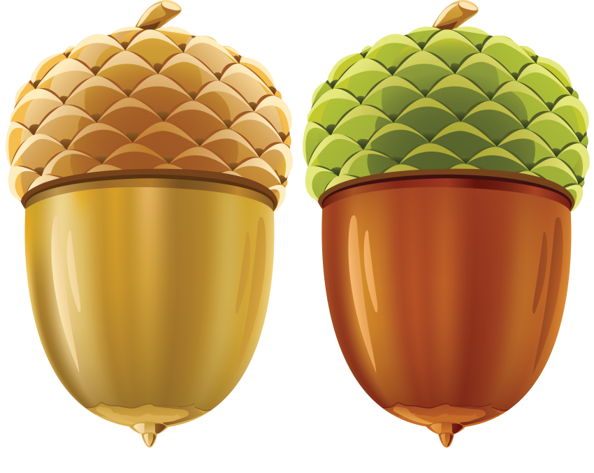 Images Acorn HQ Image Free PNG Image