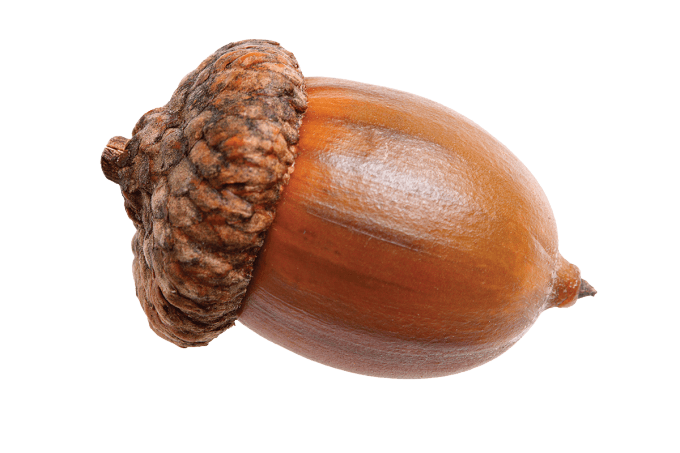 Acorn Free Download PNG HD PNG Image