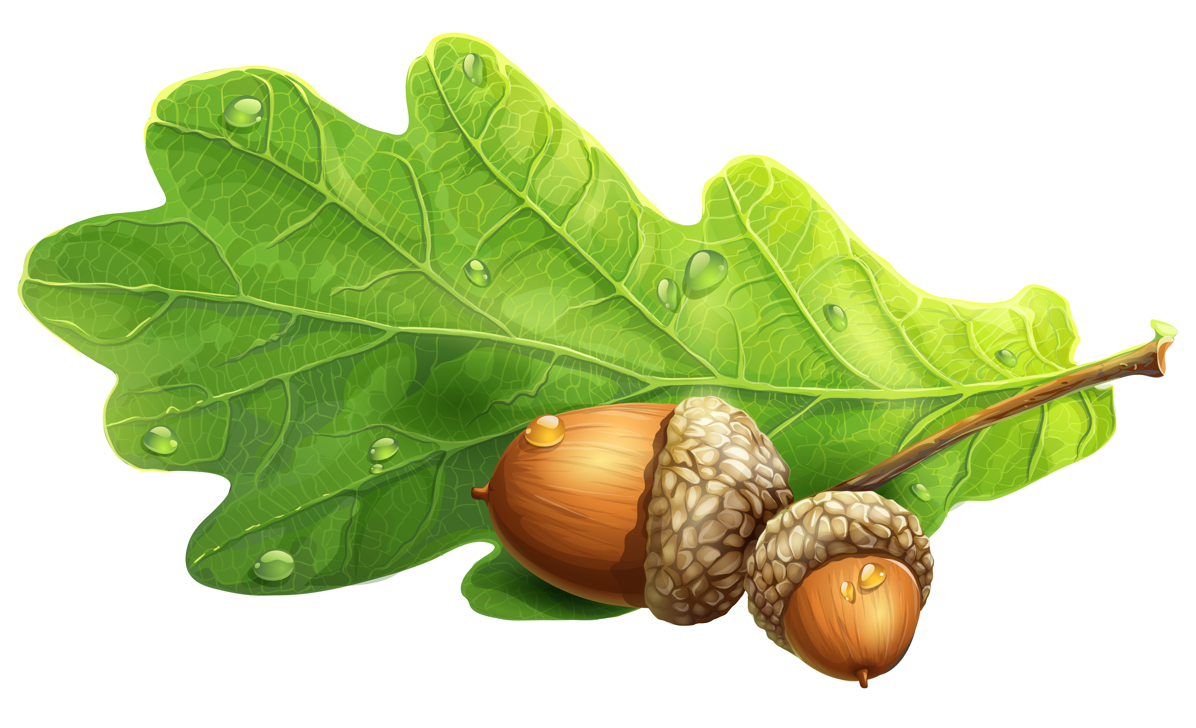 Acorn Download HD PNG Image