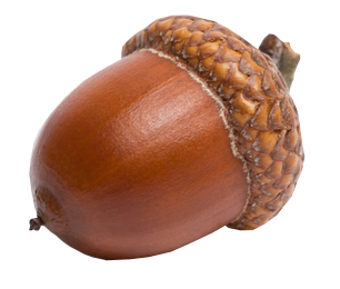 Acorn Png 9 PNG Image