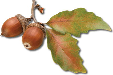 Acorn Png Image Acorns PNG Image