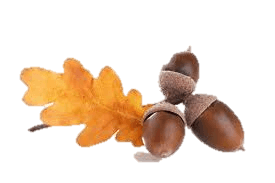 Acorn Png Image Acorns PNG Image