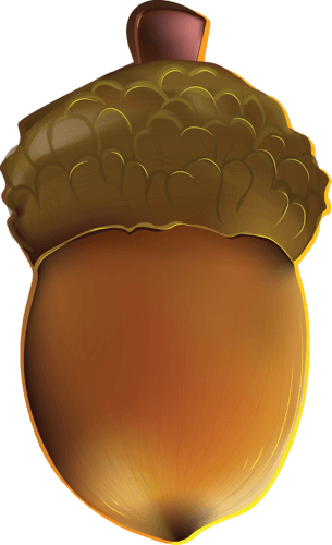 Acorn Png Image Acorns PNG Image