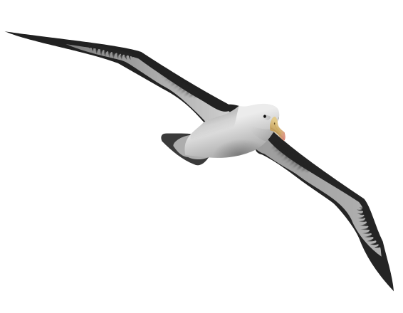 Albatross Photos PNG Image