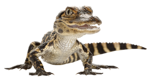 Alligator Photos PNG Image