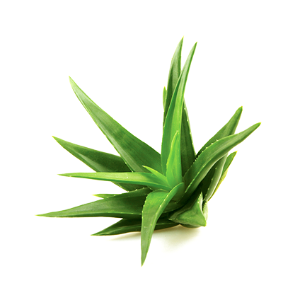 Aloe Image PNG Image