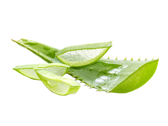 Aloe Transparent PNG Image