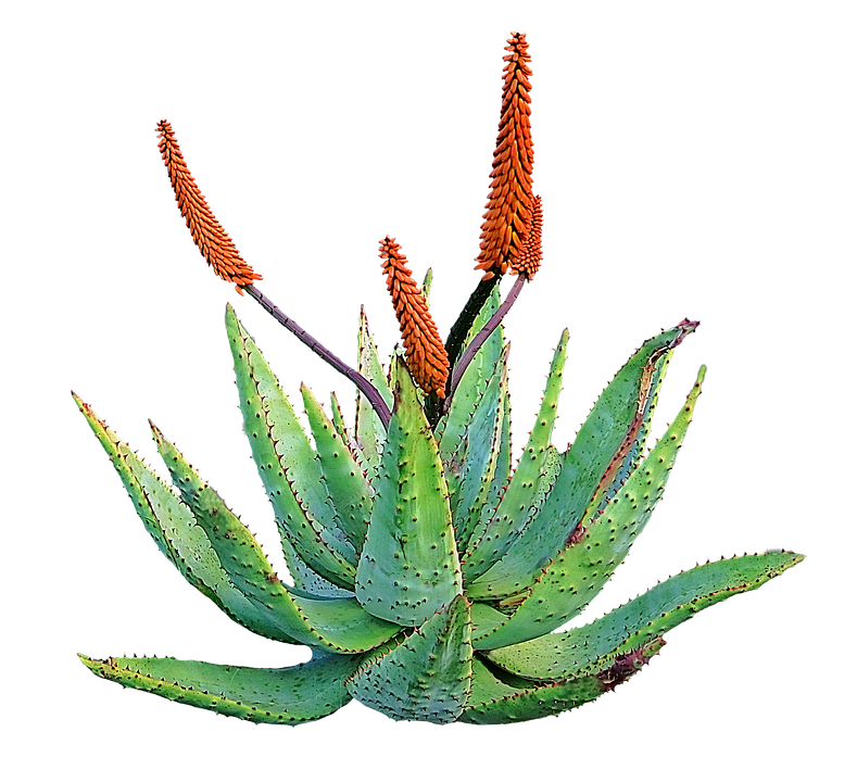 Aloe Free Download PNG Image