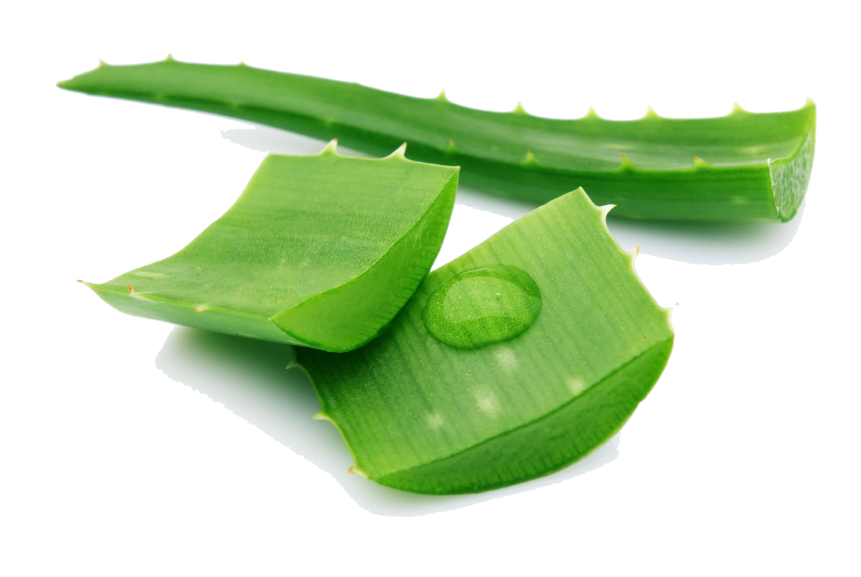 Aloe PNG Image