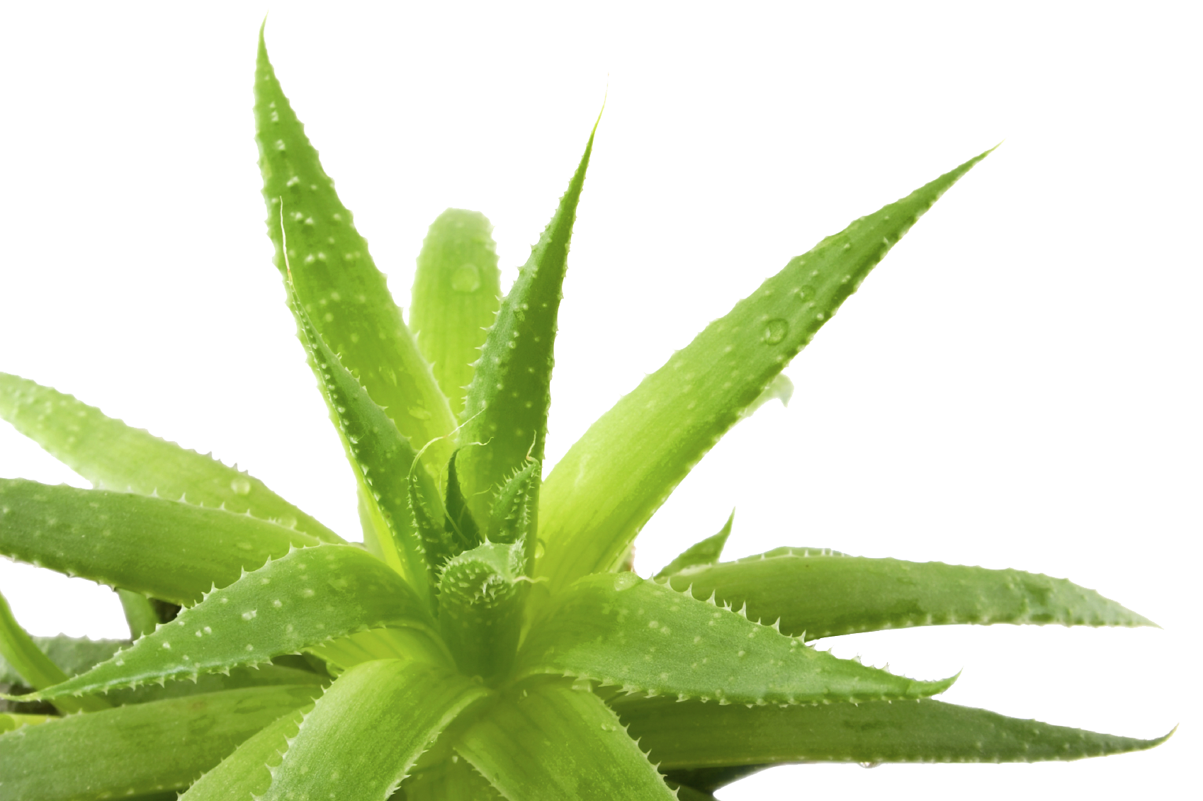 Aloe Transparent Background PNG Image