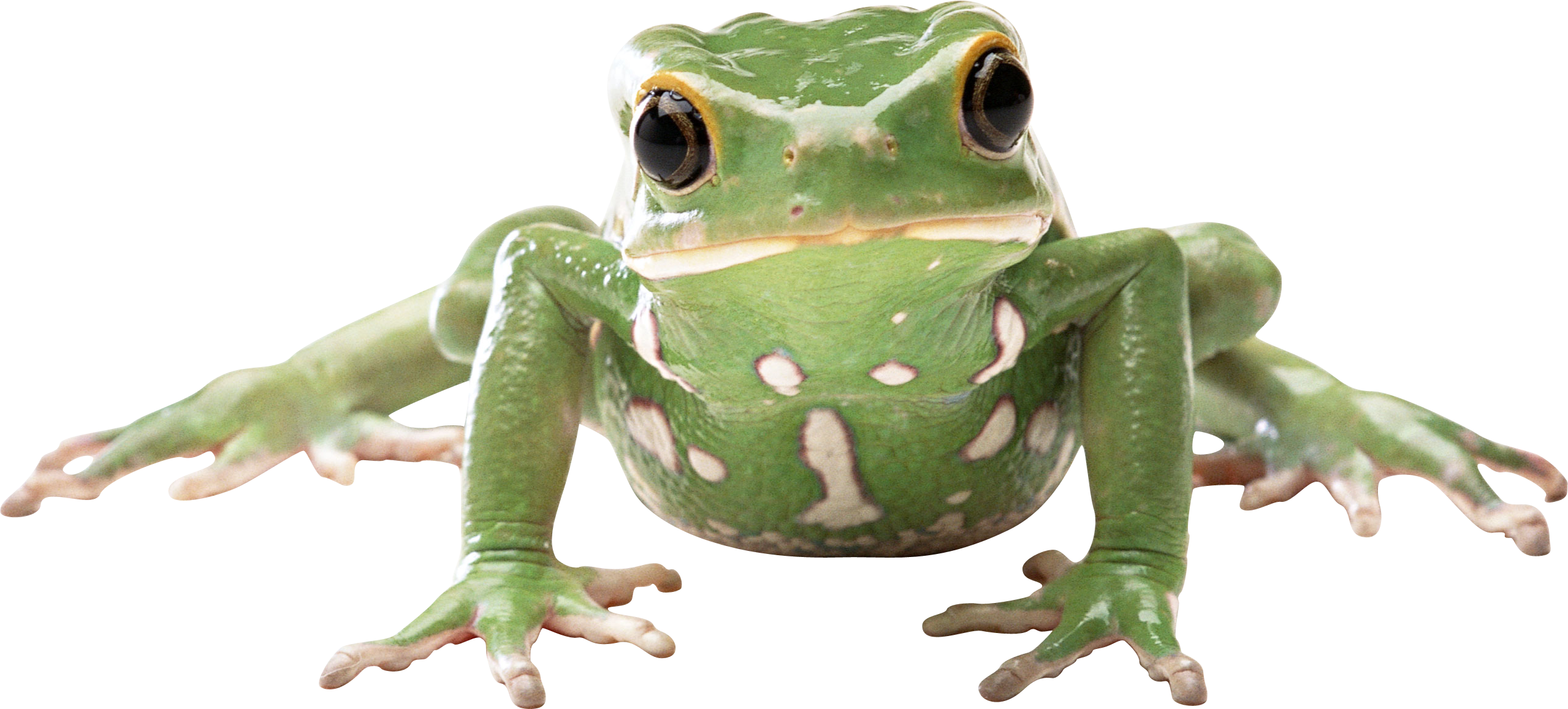 Amphibian Transparent PNG Image