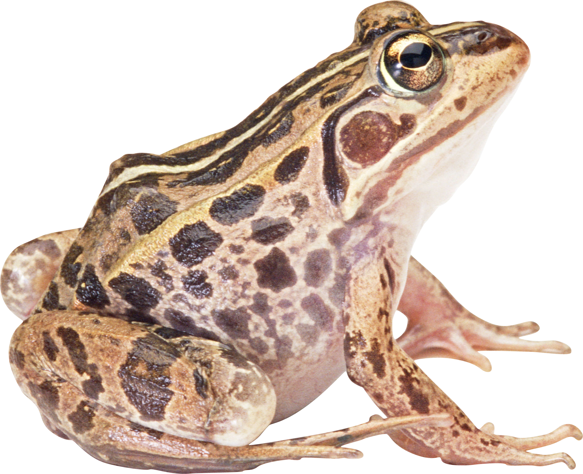 Amphibian Hd PNG Image