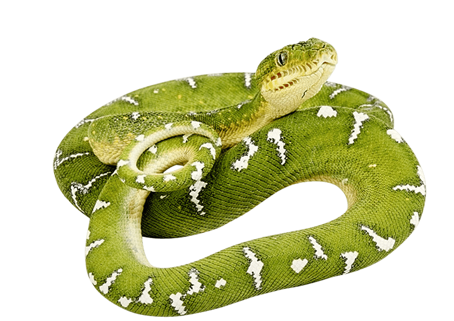 Photos Green Anaconda PNG Image High Quality PNG Image