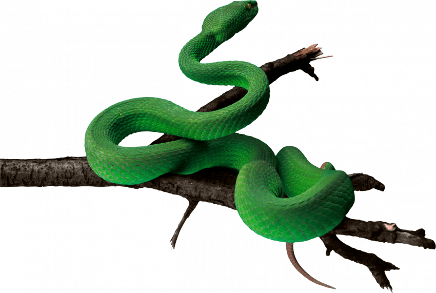 Green Anaconda Free Download Image PNG Image