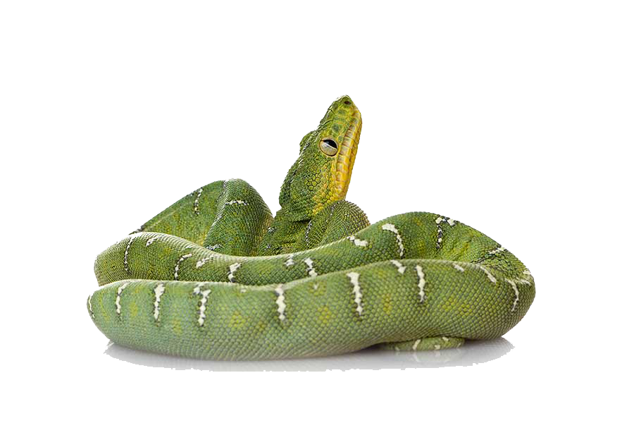 Green Anaconda Free PNG HQ PNG Image