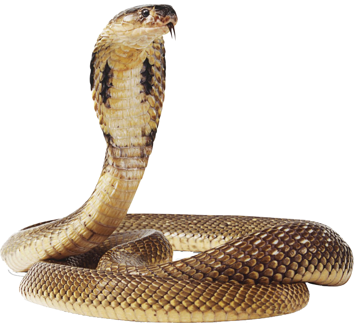 Anaconda Png Image PNG Image