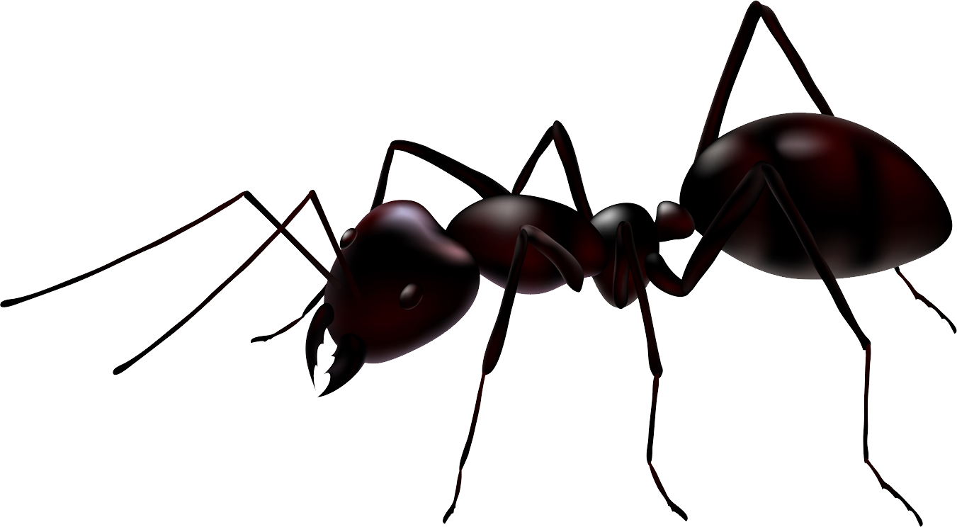 Ant Free Transparent Image HQ PNG Image