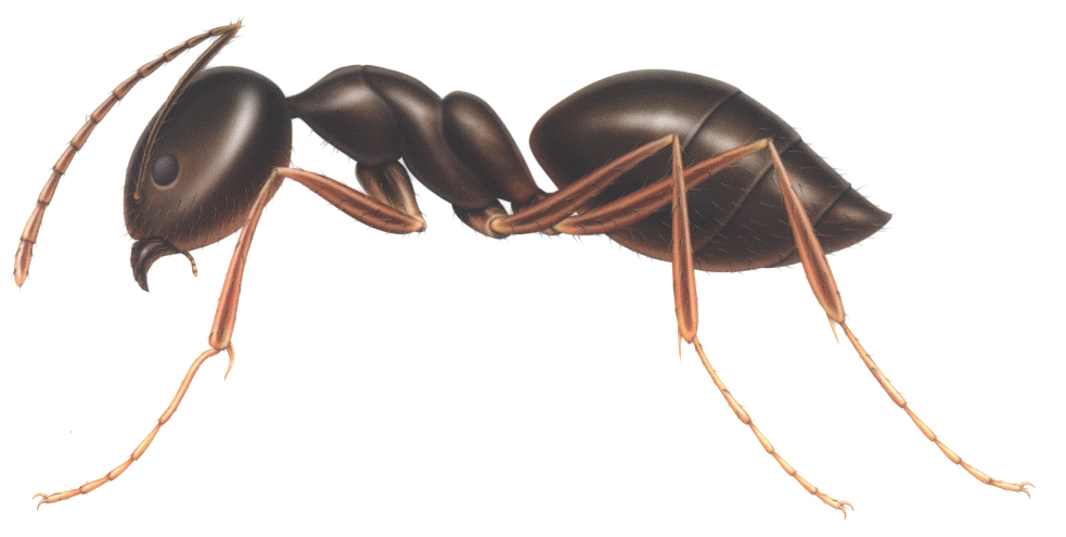 Ant Free Clipart HQ PNG Image