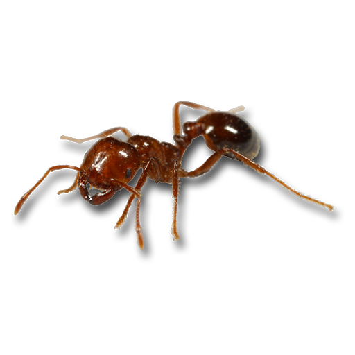 Ant Red HD Image Free PNG Image