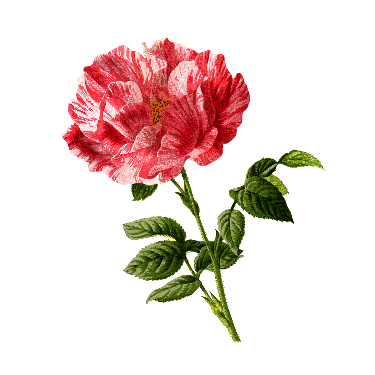 Antique Flower Art Free HD Image PNG Image