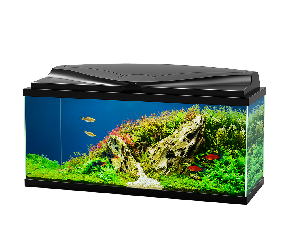 Fish Tank Aquarium PNG Free Photo PNG Image