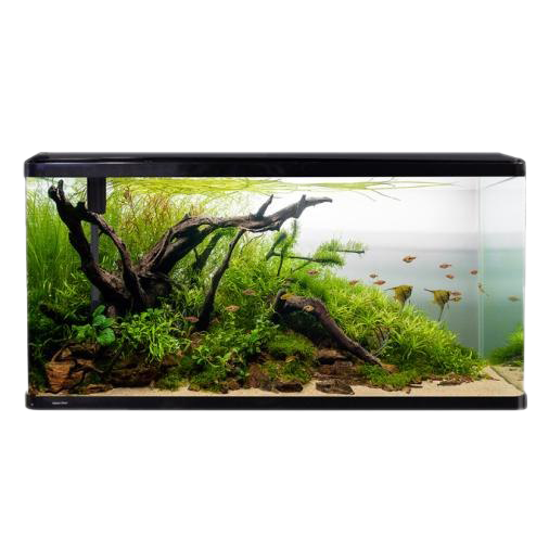 Fish Tank Aquarium Free Photo PNG Image