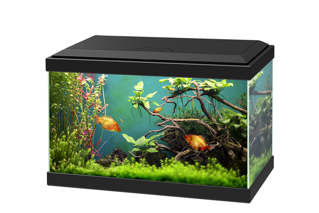 Small Fish Tank PNG Free Photo PNG Image