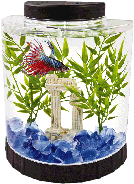 Gallon Fish Tank Free Photo PNG Image