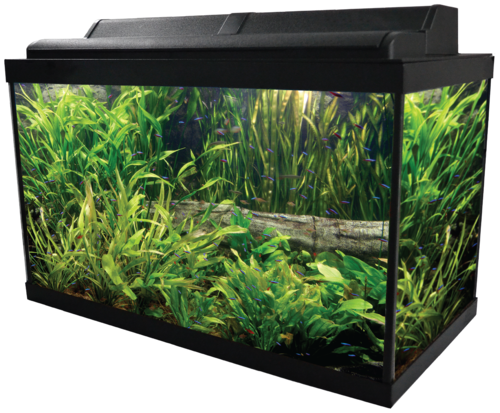 Green Fish Tank Aquarium Free Photo PNG Image