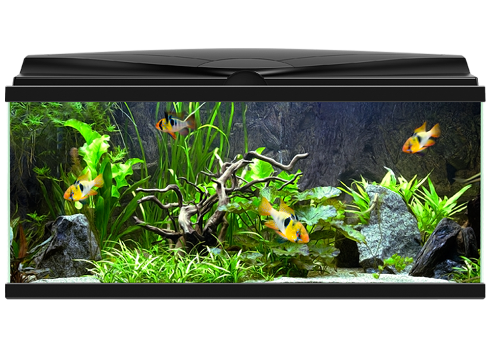 Real Fish Tank Aquarium Free Photo PNG Image