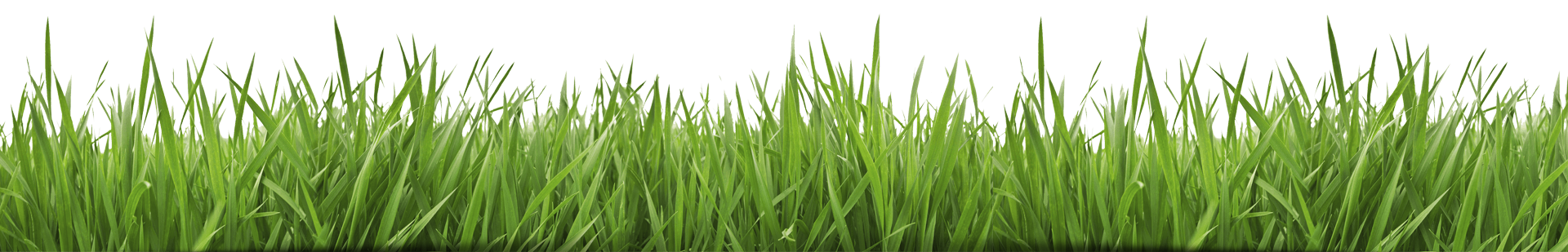 Fake Grass HD PNG Free Photo PNG Image