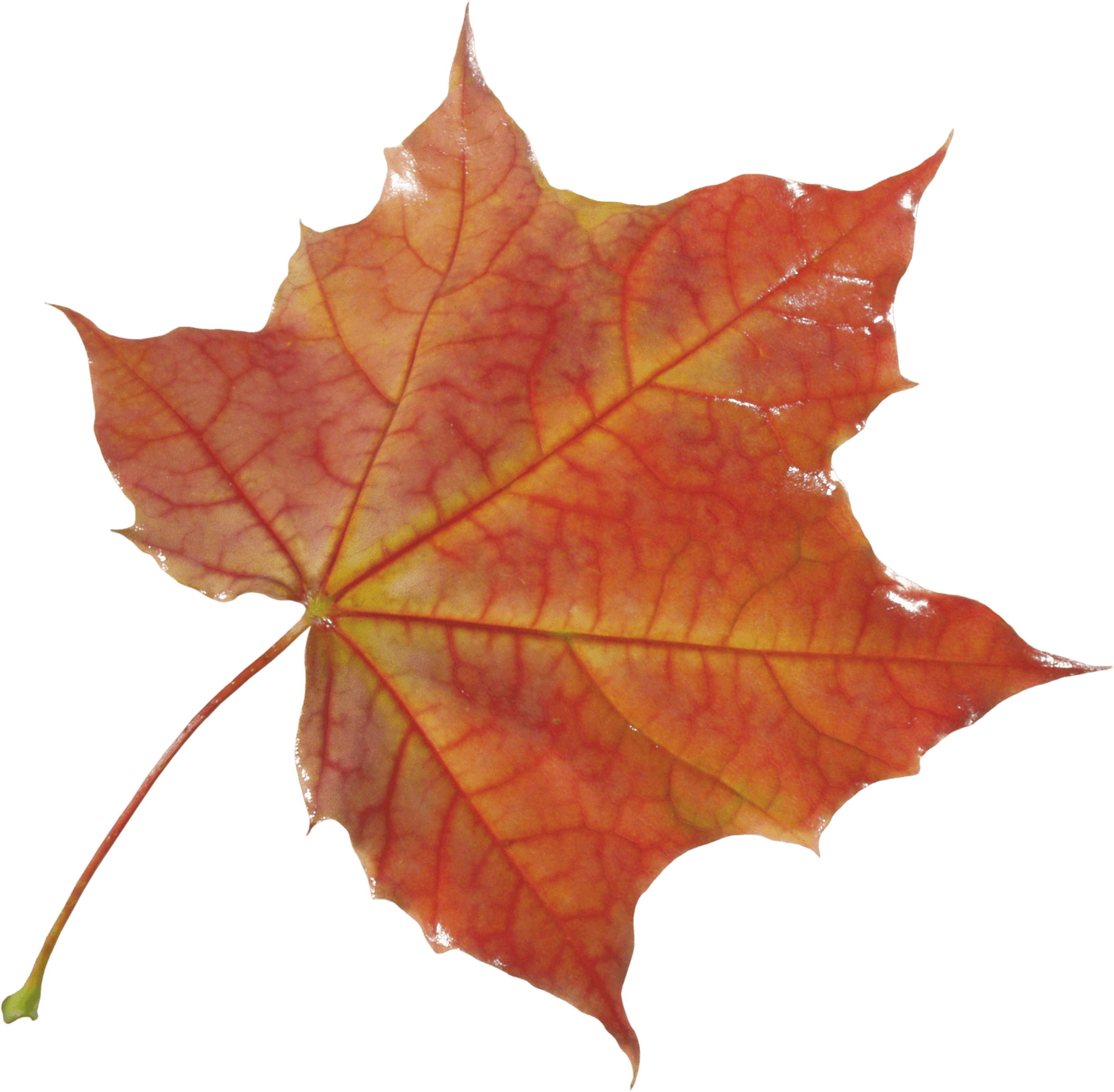 Autumn Png Leaf PNG Image