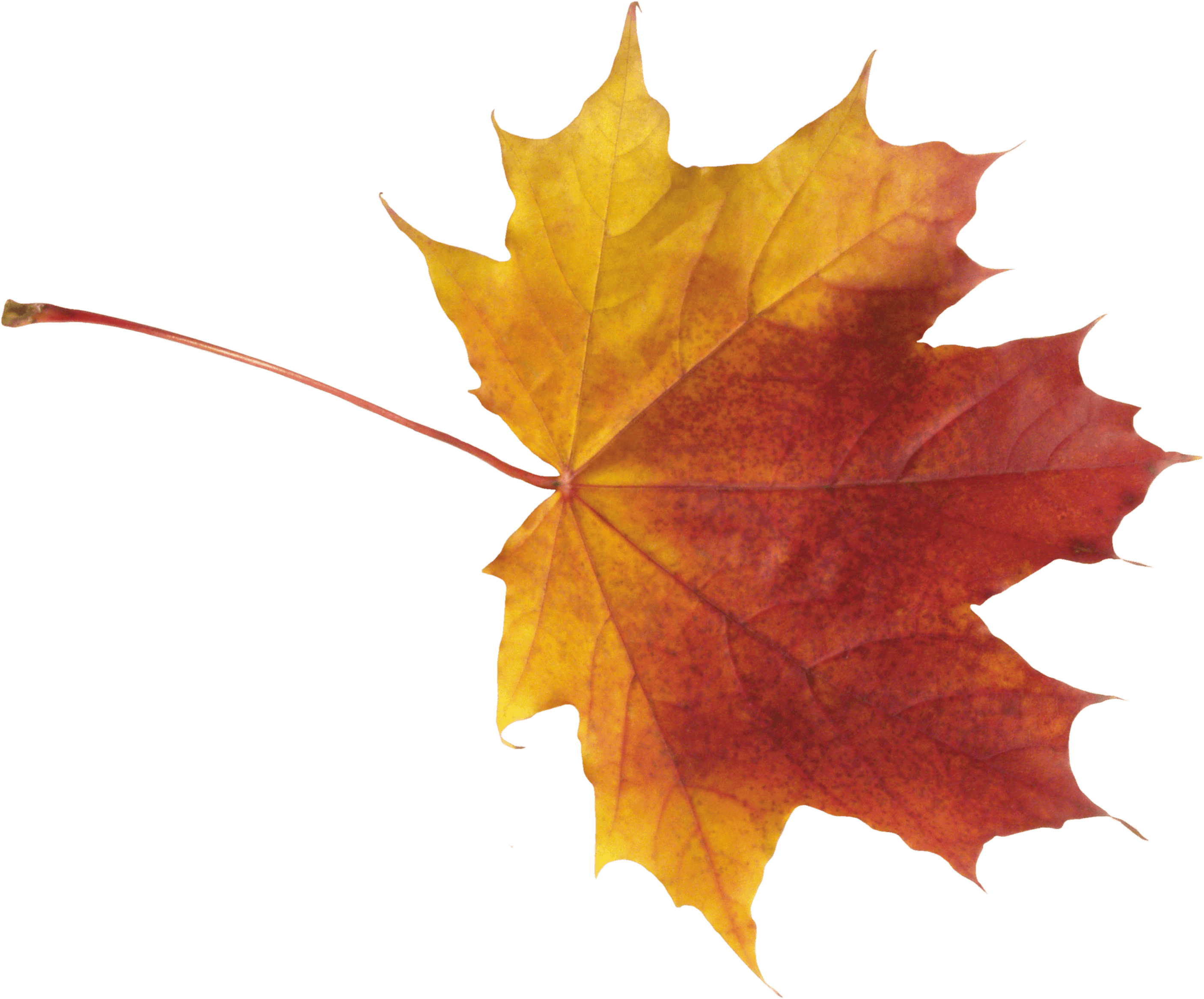 Autumn Png Leaf PNG Image