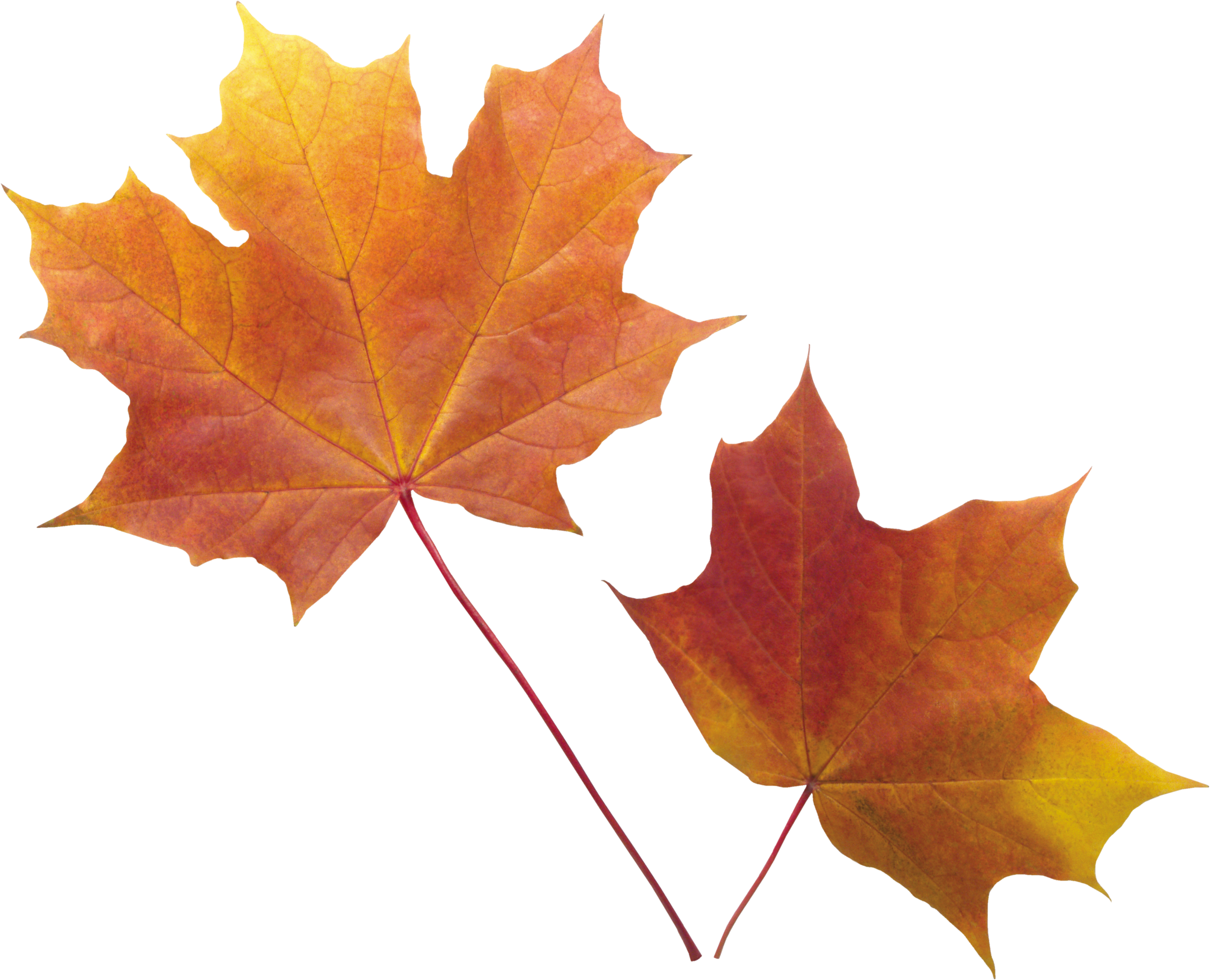 Autumn Vector Leaf Free HD Image PNG Image