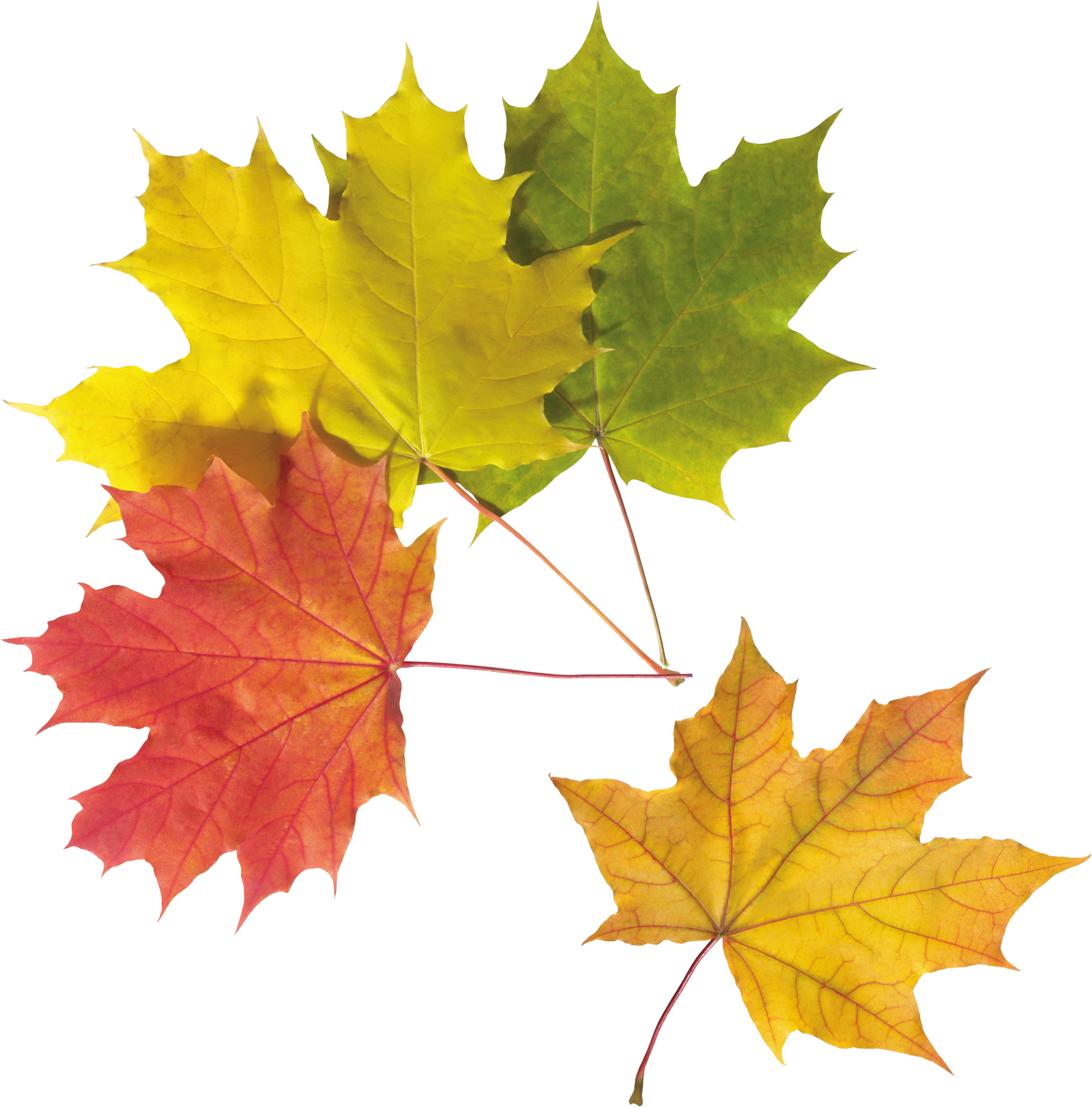 Autumn Golden Leaf Download HD PNG Image