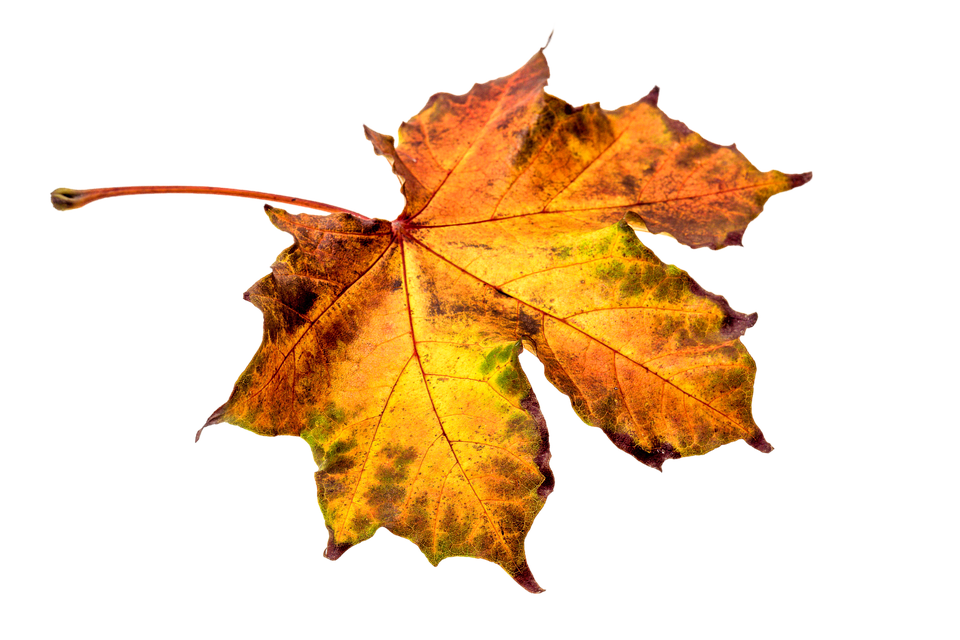 Autumn Golden Leaf Free HQ Image PNG Image