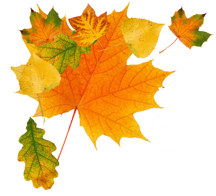 Autumn Png Leaves PNG Image