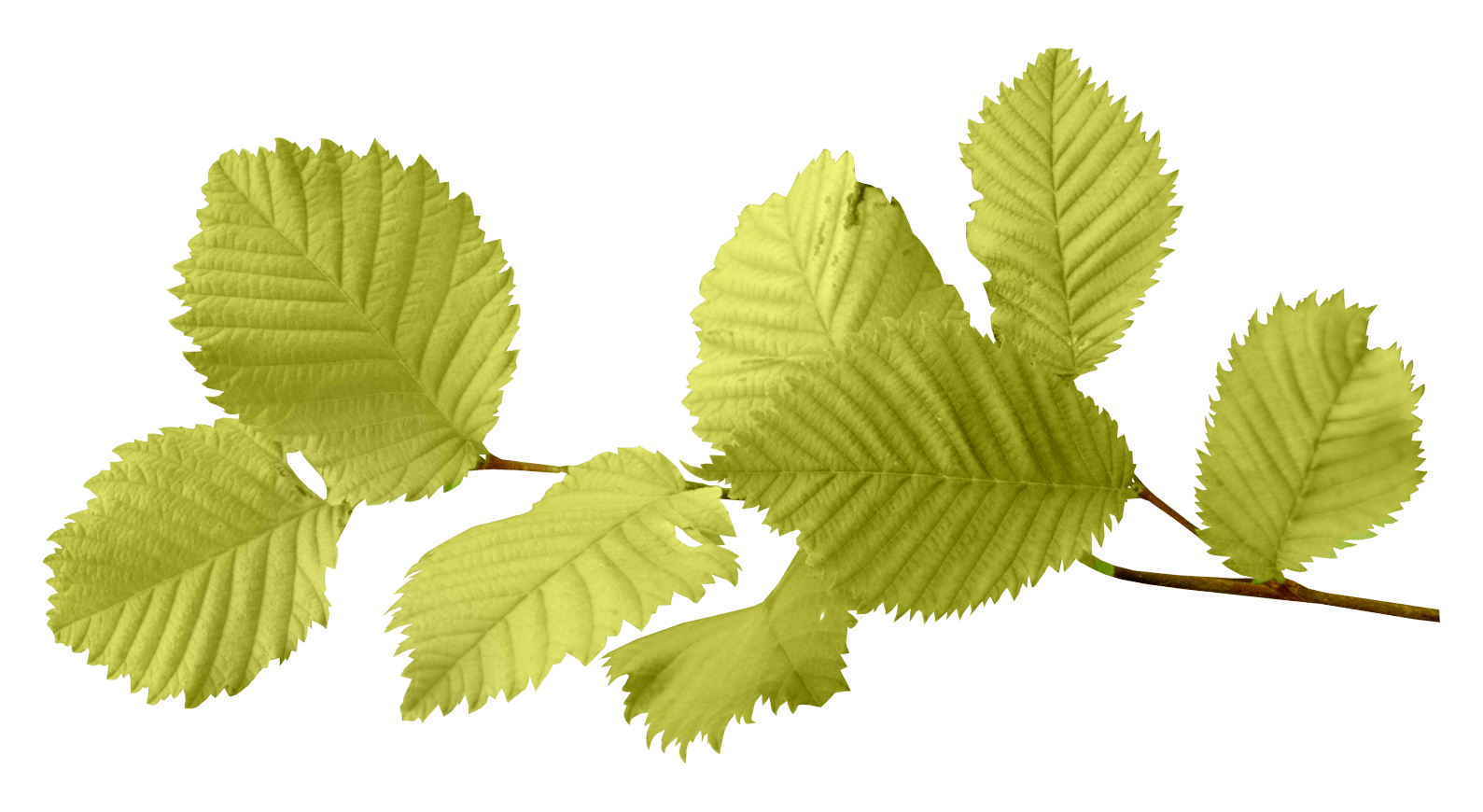 Autumn Png Leaf PNG Image