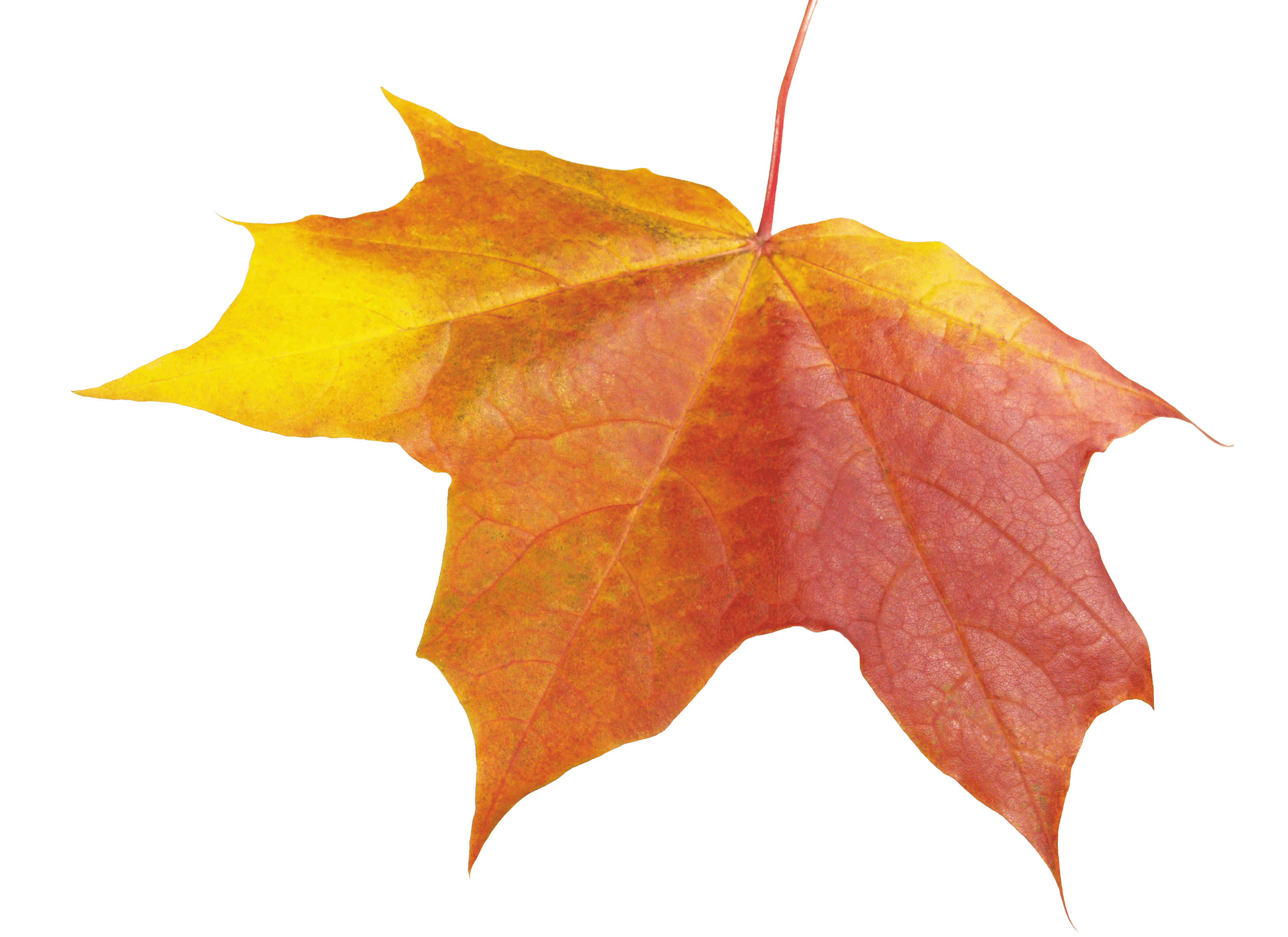 Autumn Png Leaf PNG Image