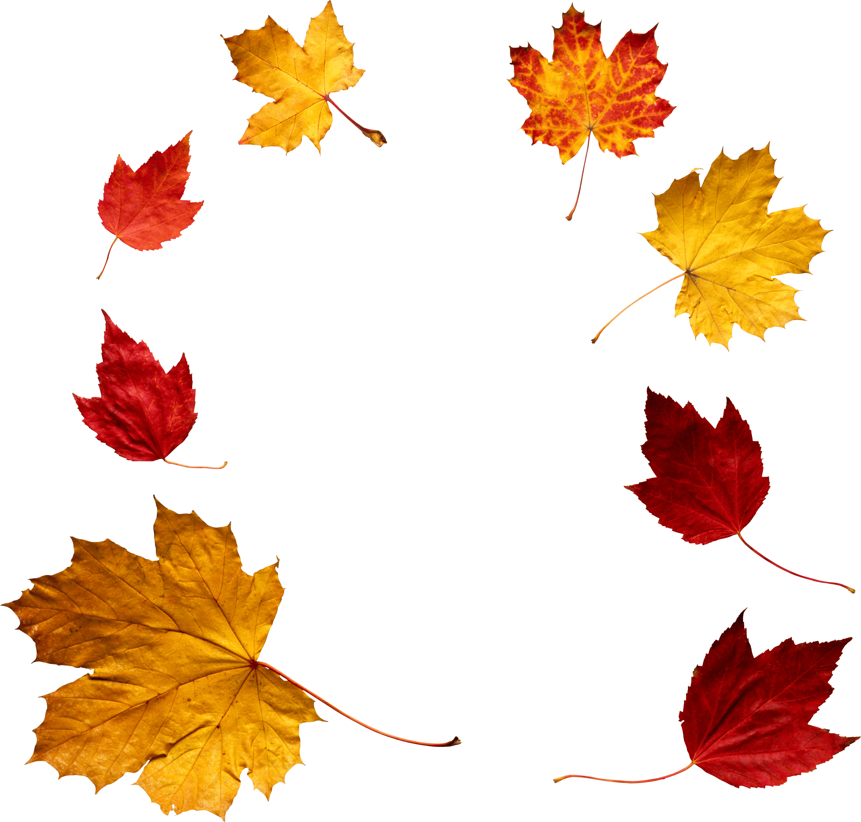 Autumn Png Leaf PNG Image