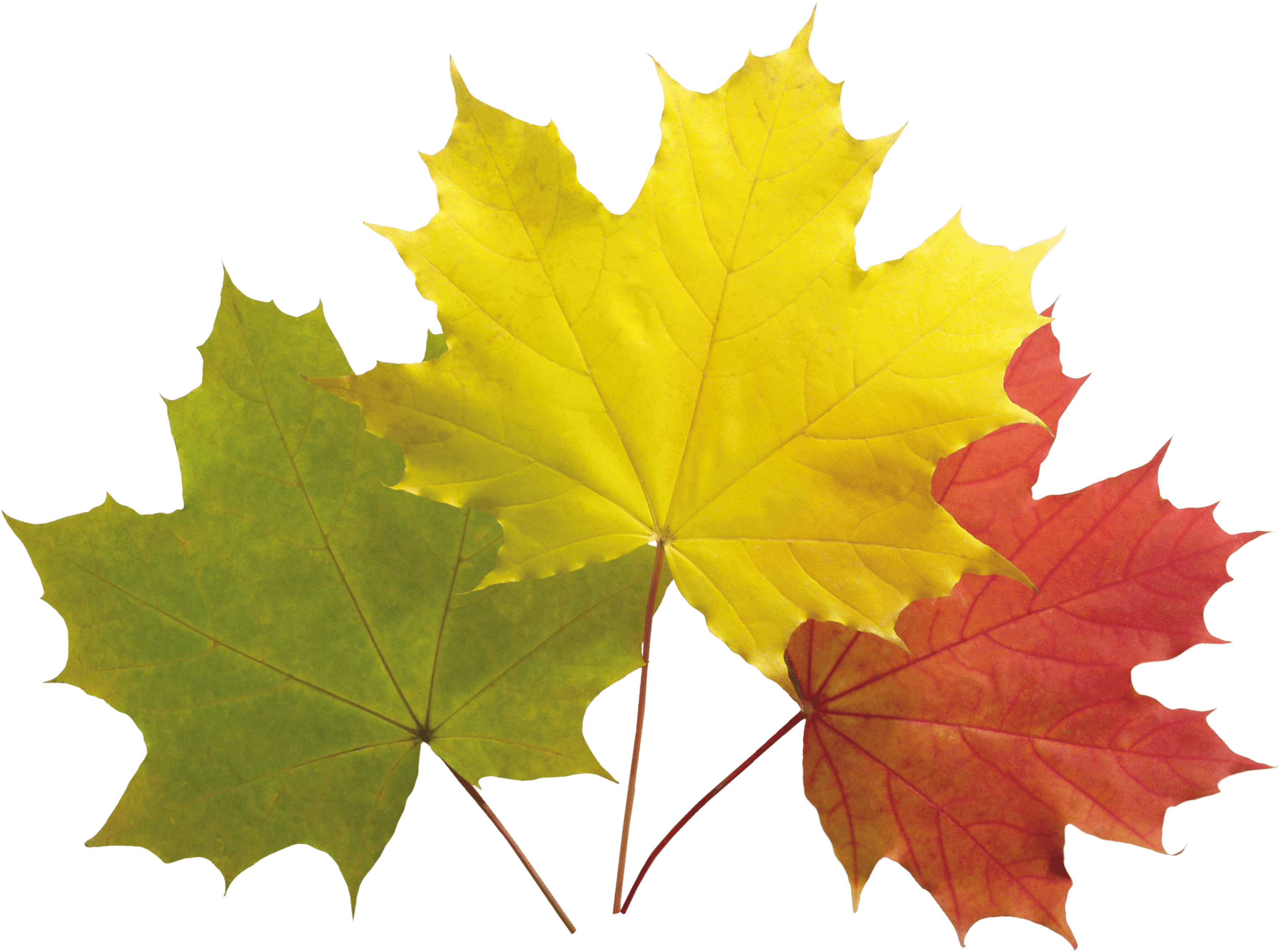 Autumn Png Leaves PNG Image