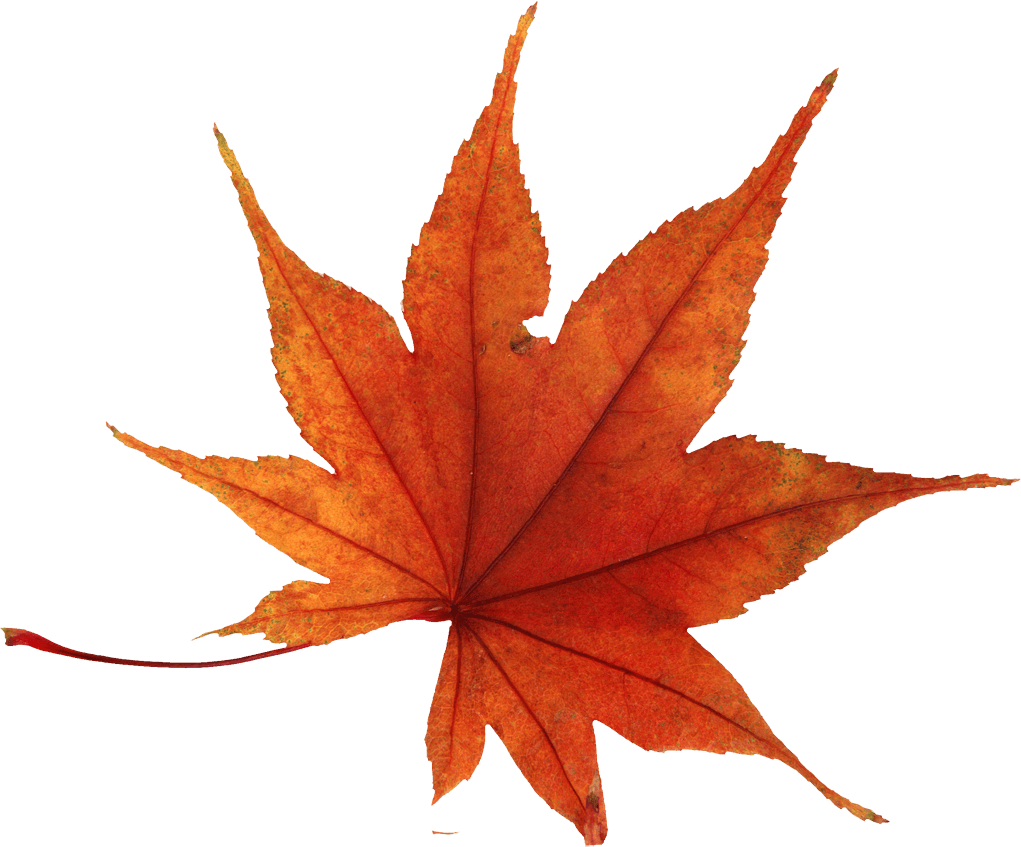 Autumn Png Leaf PNG Image