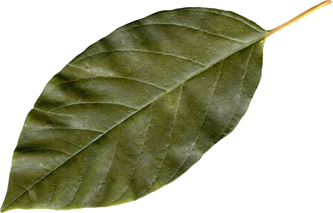 Autumn Png Leaf PNG Image