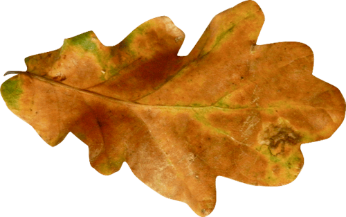 Autumn Png Leaf PNG Image