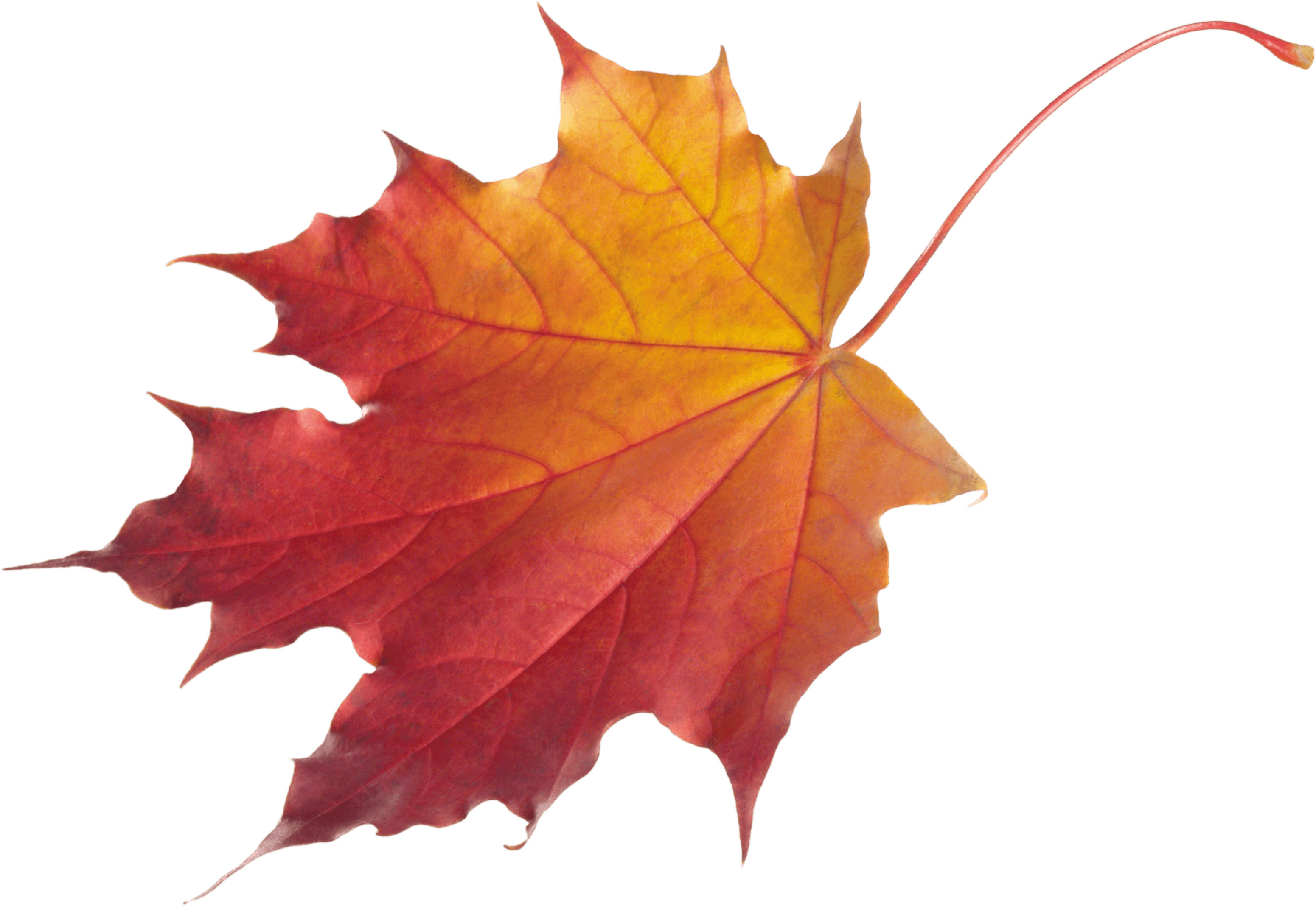 Autumn Png Leaf PNG Image